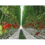 POMODORI
